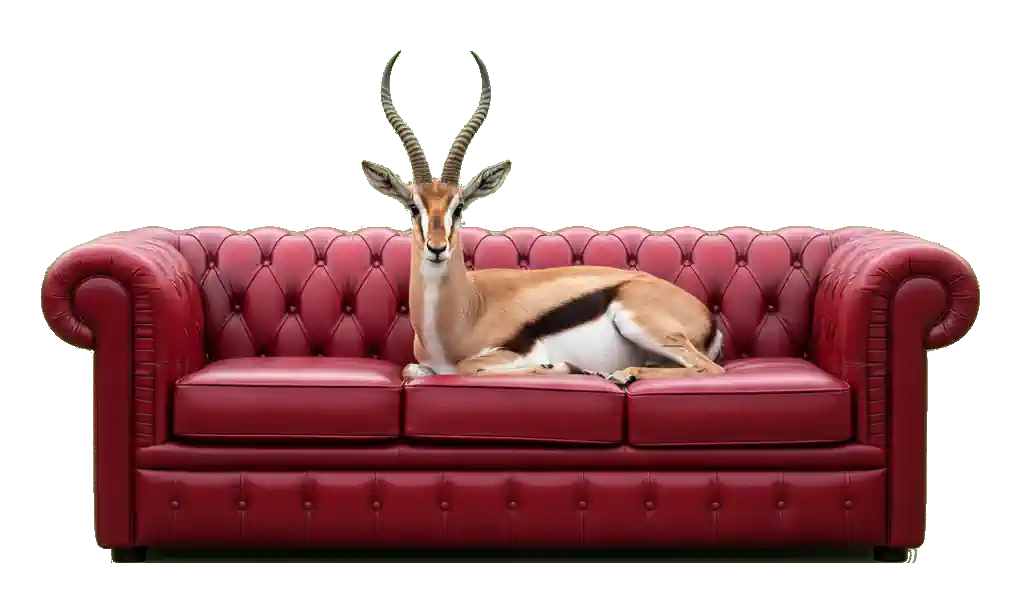 شارعي — منتجات المتاجر المحلية